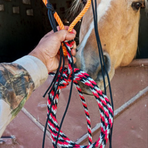 Bozalillo con pilar, cabezada y guía.